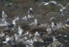 Caspian Gull at Hole Haven Creek (Steve Arlow) (74932 bytes)